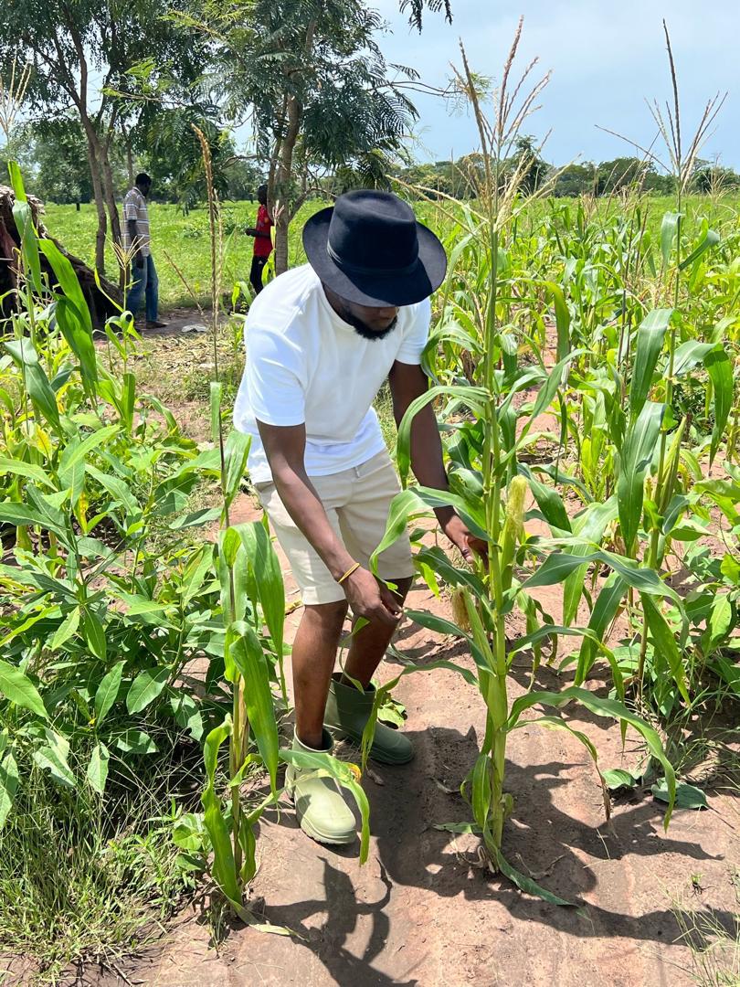 A team member inspecting a maize field
