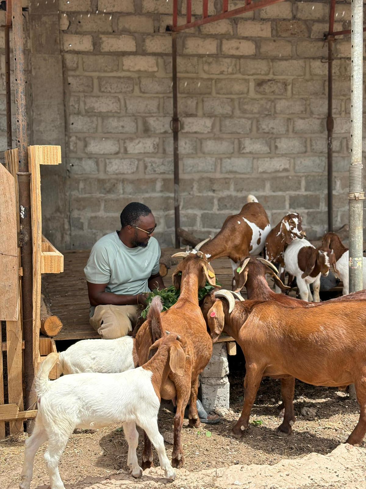 Goats being cared for at a livestock facility